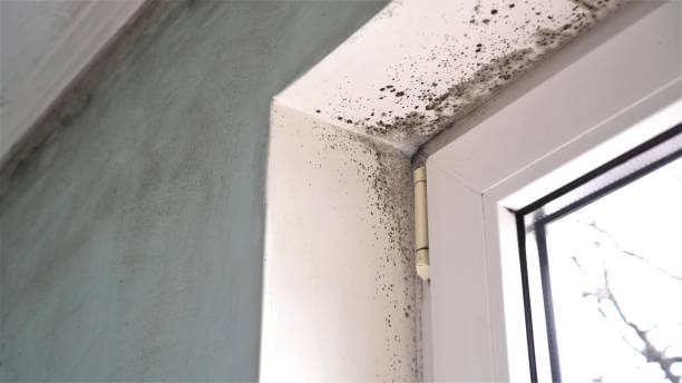 Best Attic Mold Remediation in Good Hope, CA