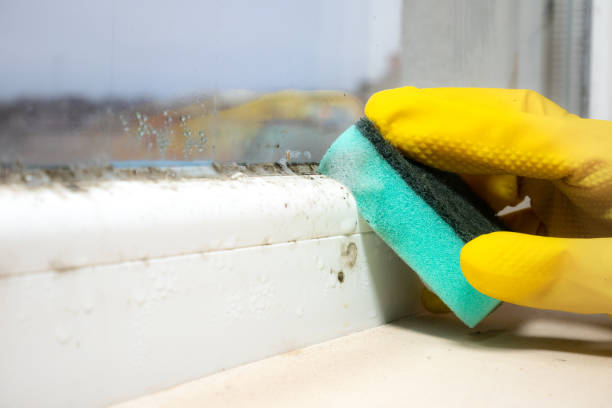 Best Residential Mold Remediation in Good Hope, CA