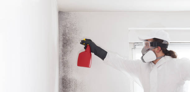 Best Commercial Mold Remediation in Good Hope, CA