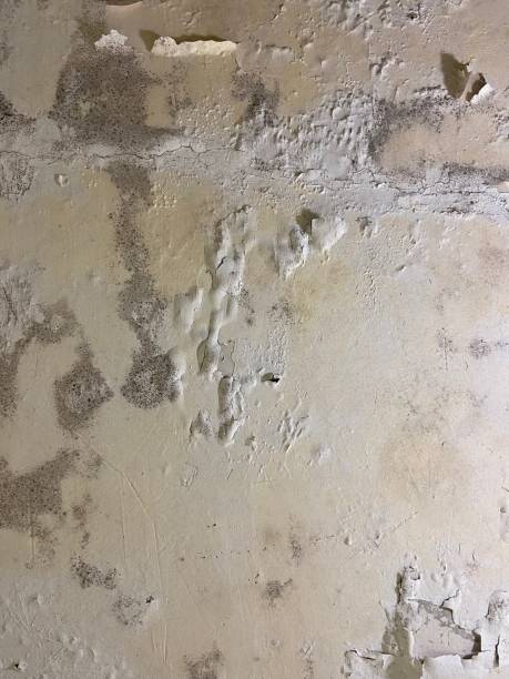 Best White Mold Remediation in Good Hope, CA