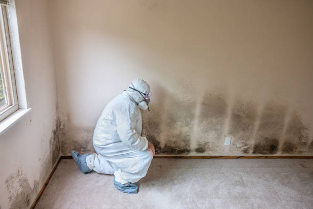 Best Residential Mold Remediation in Good Hope, CA